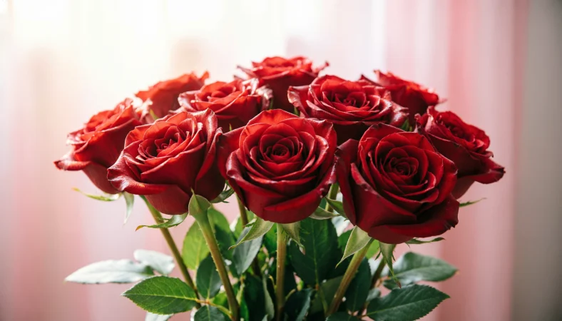 Rose Day Wishes